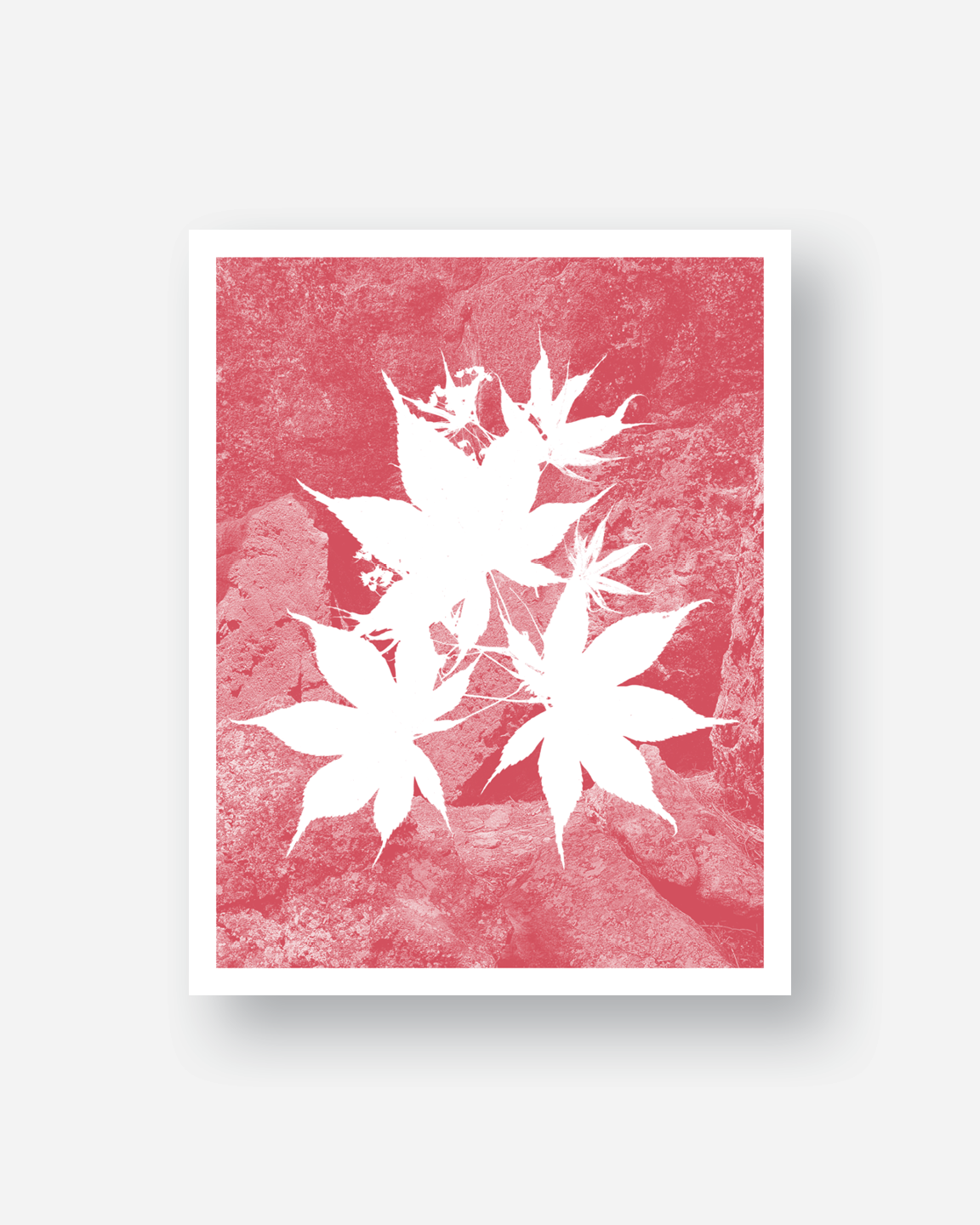 Botanical Contrast – Riso Prints