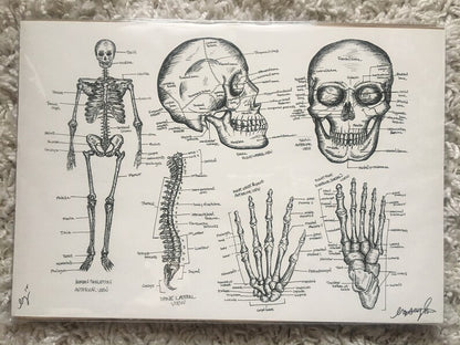 Skeletal Anatomy Print 11x16 - 1