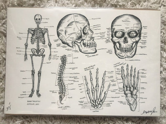 Skeletal Anatomy Print 11x16 - 1