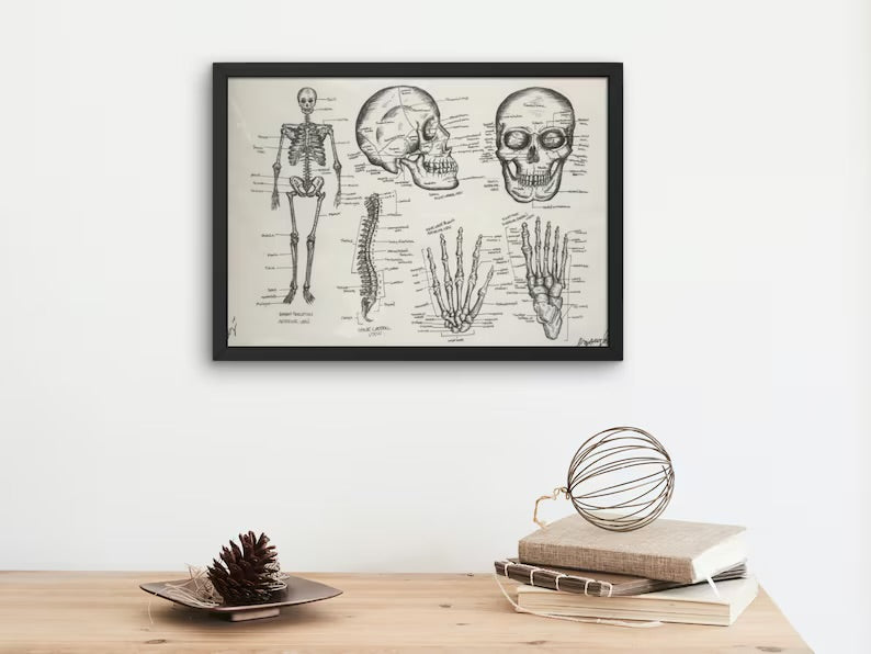 Skeletal Anatomy Print 11x16 - 2