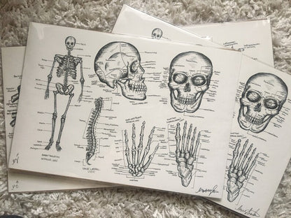 Skeletal Anatomy Print 11x16 - 3