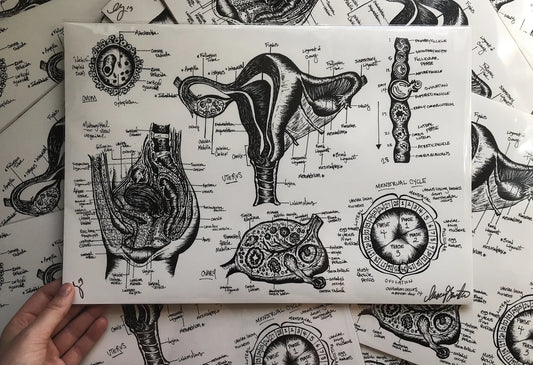 Uterus Anatomy Print - 1