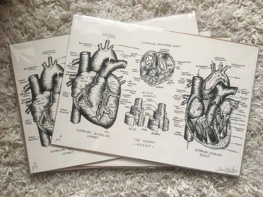 Heart Anatomy Print 11x16" - 1