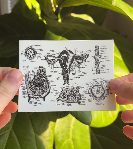 Uterus Anatomy Sticker 3x4" - 1