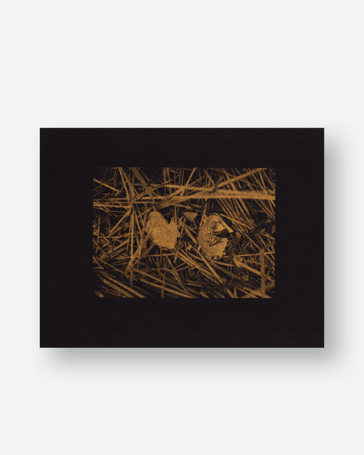 Turtle Shell – Riso Print